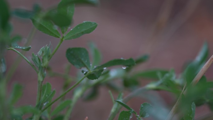 4k春雨 雨中的植物