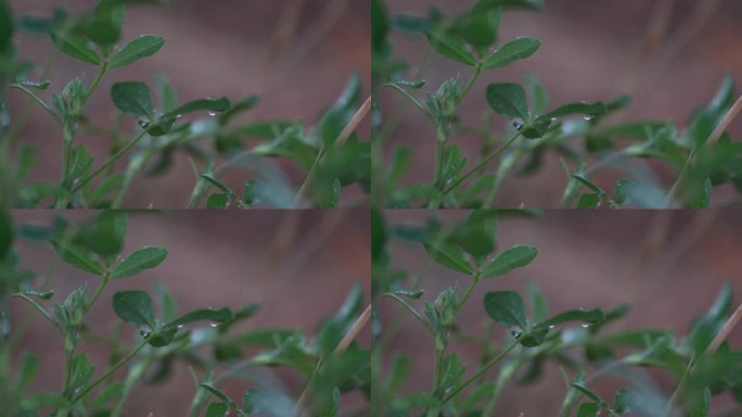 4k春雨 雨中的植物