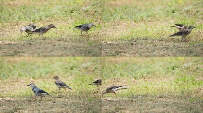 几只椋鸟在草地上觅食实拍