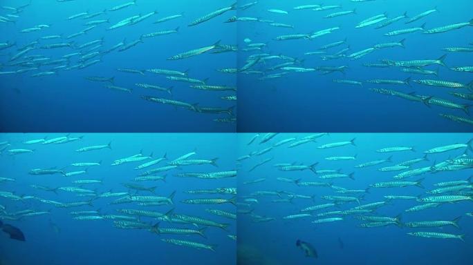 海洋生物-蓝海梭鱼学校