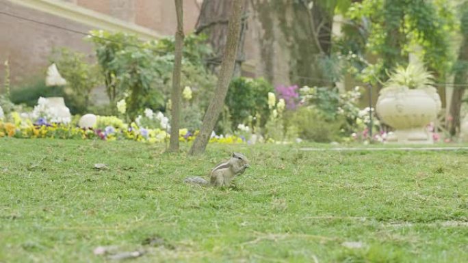 花栗鼠在公园的绿草地上发现和进食。