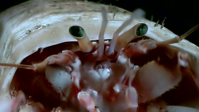 巨蟹寄居蟹在水下寻找白海海底的食物。