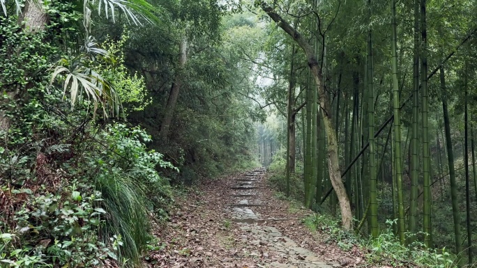 林中小路 阴森 幽静