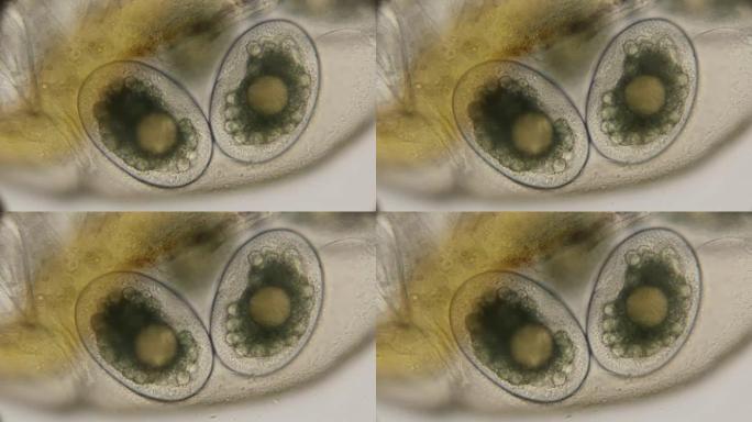 在显微镜下，体内的水蚤卵