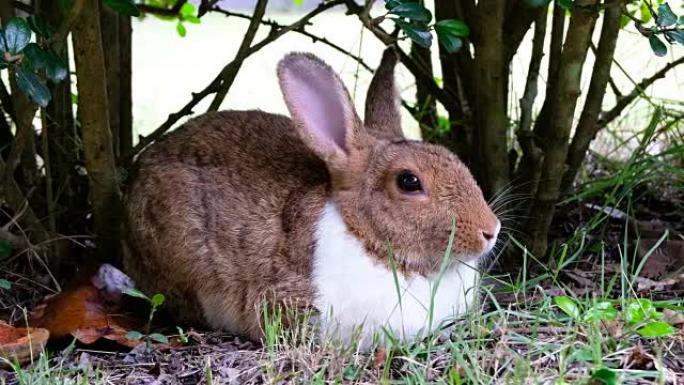 可爱的棕色兔子躺在泰国森林的草地上，UHD 4k视频