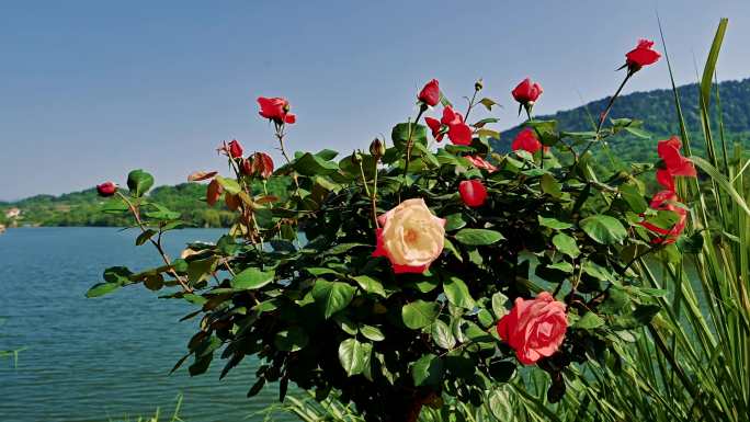 玄天湖与湖边玫瑰花实拍视频