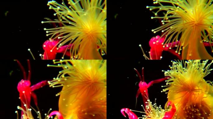 卢塞纳利亚quadricannis在白海的水下捕获并食用Caprella