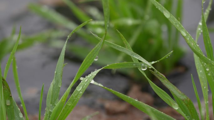 春雨农作物播种雨滴发芽万物生长种子生长