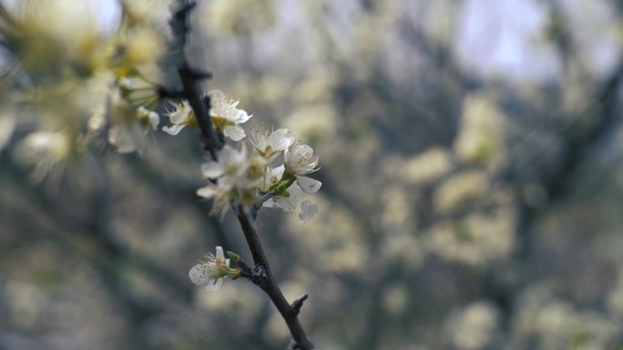 白色樱花 春暖花开 花朵特写 春色 春分