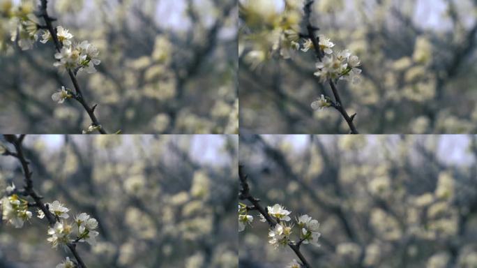 白色樱花 春暖花开 花朵特写 春色 春分