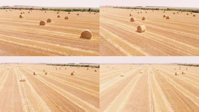 夏天有成捆干草的农村田地。收割小麦后，鸟瞰图在田间滚动干草堆稻草。乌克兰的风景。无人机镜头