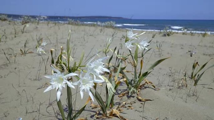 土耳其锡诺普的海水仙花