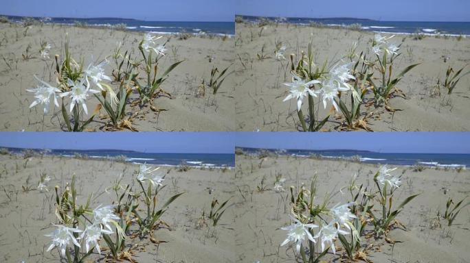 土耳其锡诺普的海水仙花