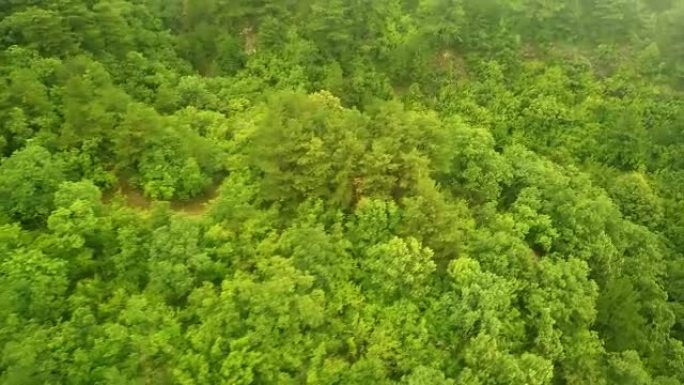 在暴风雨的雨天，无人驾驶飞机在高山松树上飞行