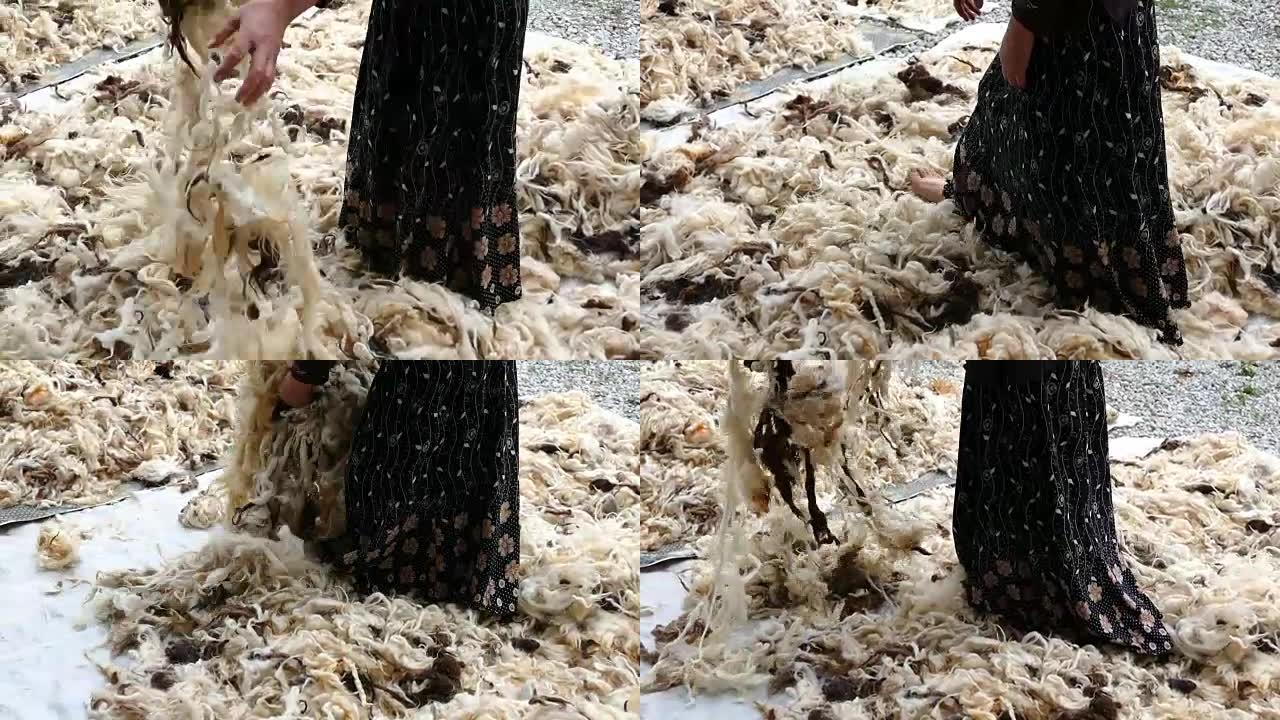 一个女人清洗羊毛，洗过的羊毛被晾干。清洗过的羊毛将是枕头和被子，