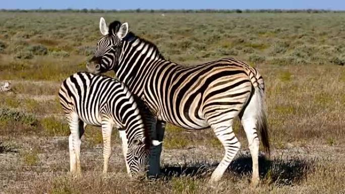 斑马与小牛埃托沙，纳米比亚，非洲野生动物园