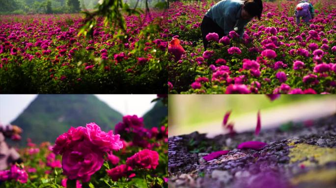 玫瑰花海采花