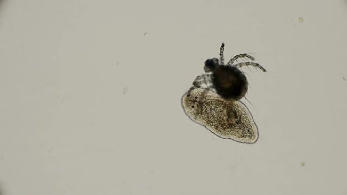 Hydrachnidia攻击扁虫Planariidae，在显微镜下