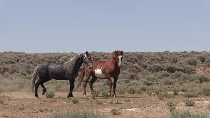 科罗拉多州的野马