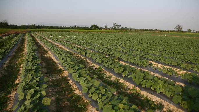黄秋葵基地种植采摘热带高效农业