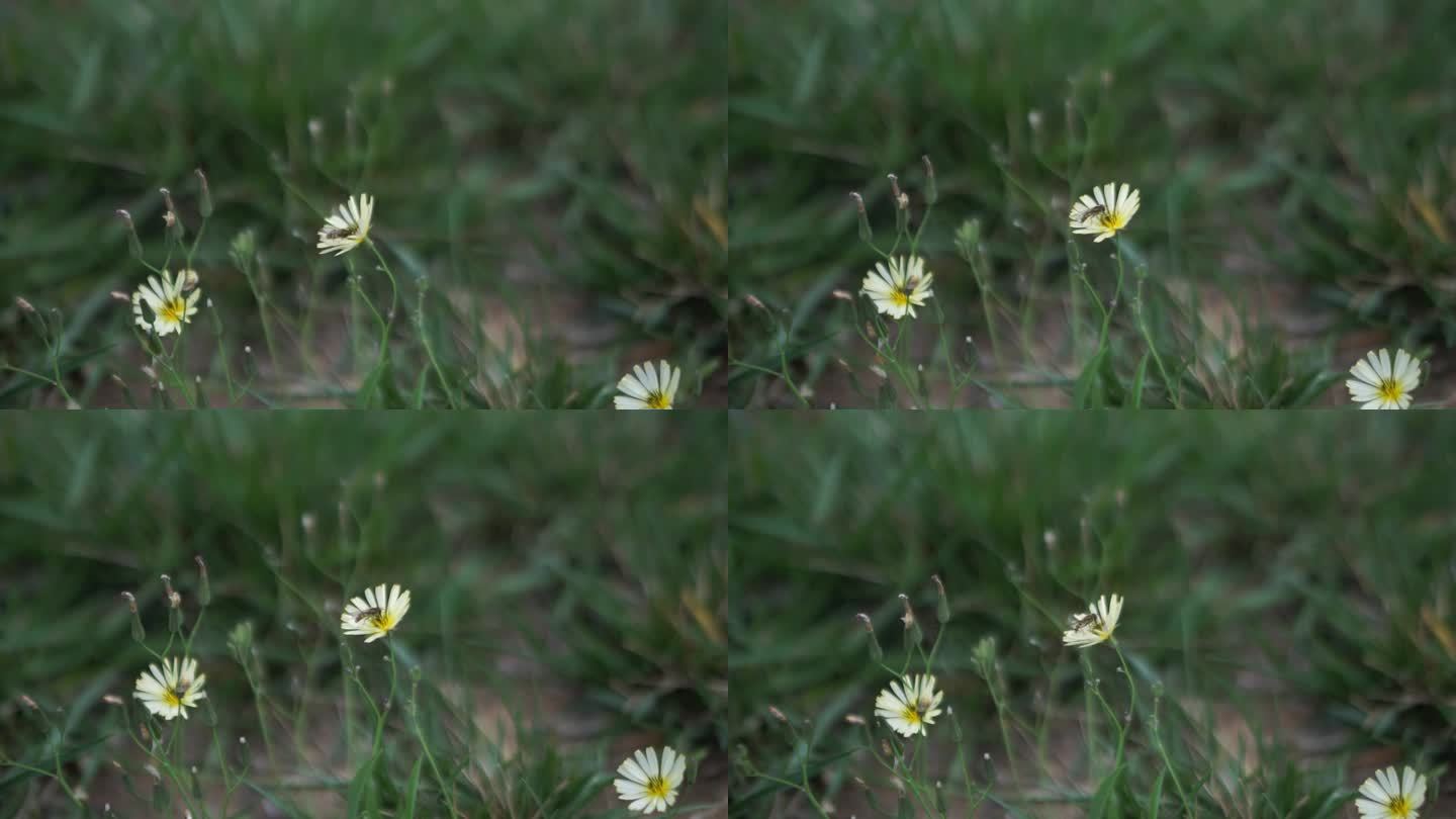 风中摇曳的小花小雏菊和蜜蜂