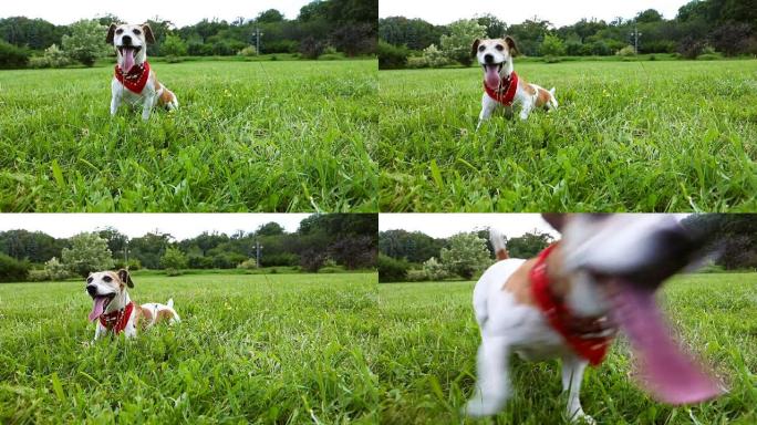 一场活跃的比赛后，穿着红色方巾的可爱狗坐在草地上呼吸沉重。录像