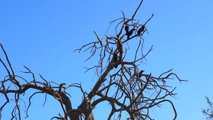 在死去的亚利桑那州沙漠树中的乌鸦 _ 紧