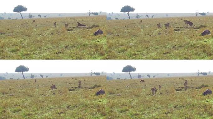 非洲稀树草原的猎豹和鬣狗
