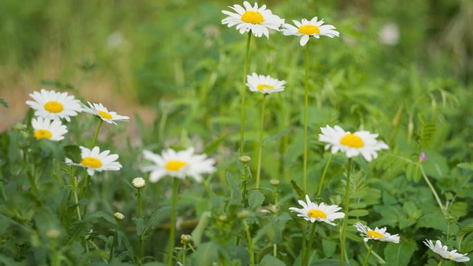 初立春分滨菊甘菊花实拍空镜头