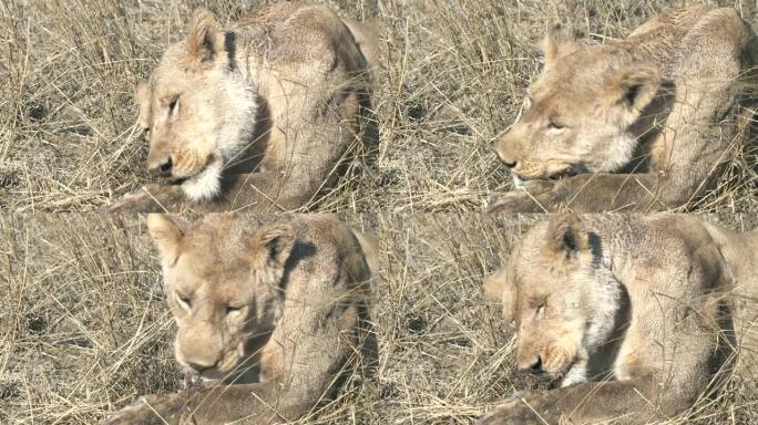 一只幼狮在塞伦盖蒂吃疣猪的极端特写