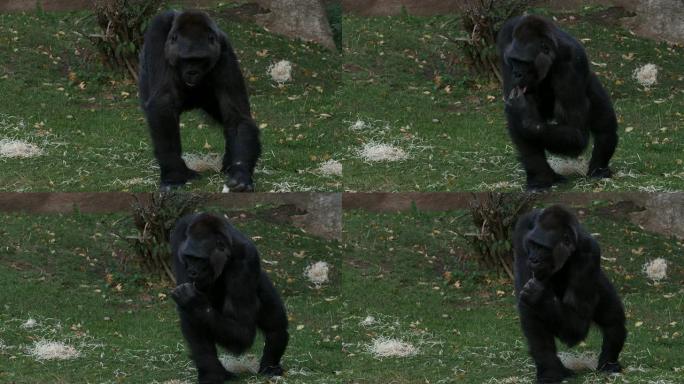 西部大猩猩在草地上吃叶子