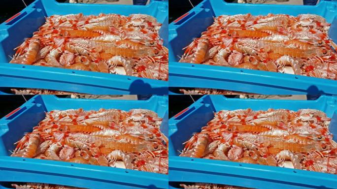 蓝色塑料容器，捕获海虾，鱿鱼，海鱼的美味佳肴。批发商和餐馆的鱼拍卖。布兰斯，西班牙，科斯塔布拉瓦。在