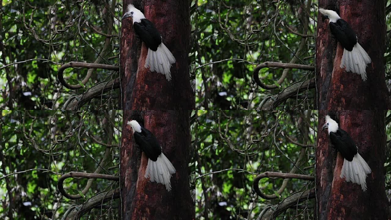 犀鸟: 成年雄性白冠犀鸟 (Berenicornis comatus)