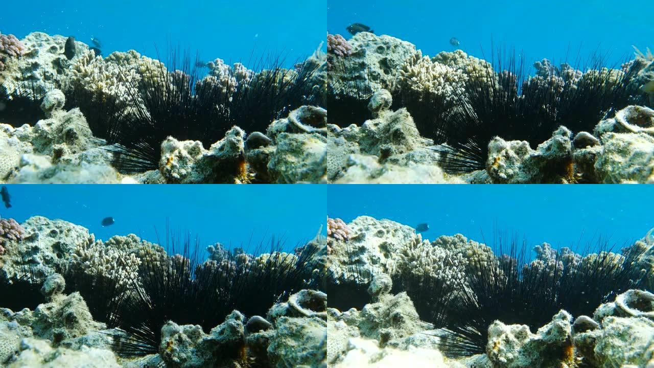 珊瑚礁中的海胆