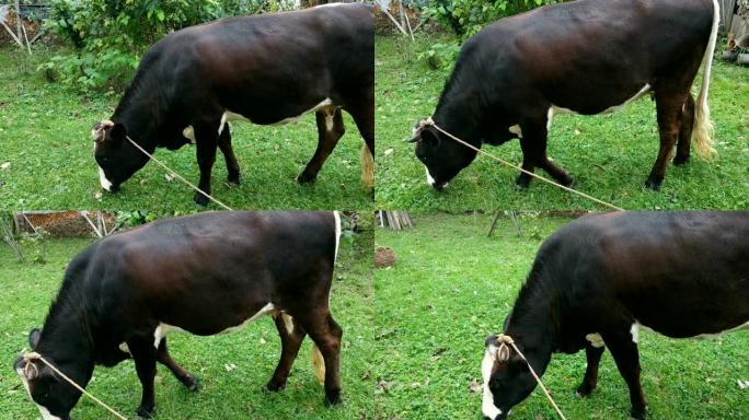 牛在绳子上吃草。
