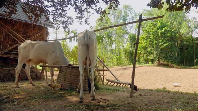 瘦瘦的白牛在农家院子里用绳子绑起来，吃草