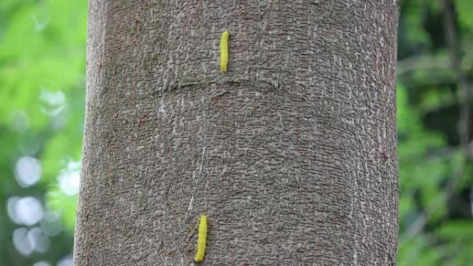 棕色大树上的黄色蠕虫