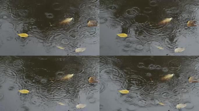 秋雨中街道水坑里的雨圈和树叶