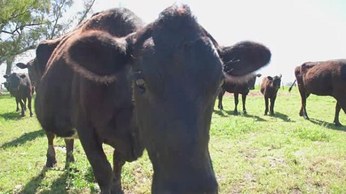 公牛的第一架飞机和一些母牛在后面看着相机，在夏天或春天的晴天靠近