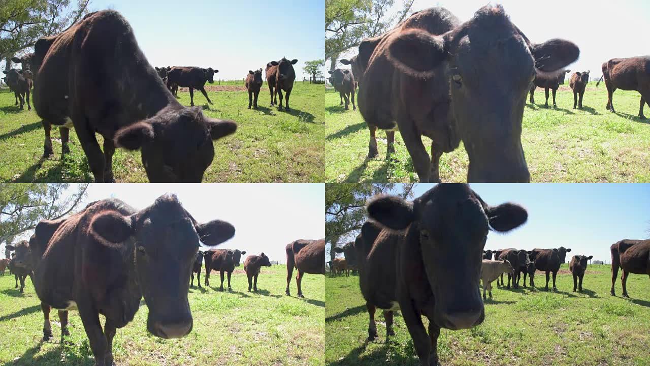 公牛的第一架飞机和一些母牛在后面看着相机，在夏天或春天的晴天靠近