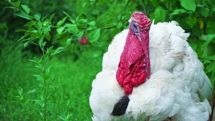 白色火鸡在鸟的院子里，特写。住美丽的火鸡。土耳其度假
