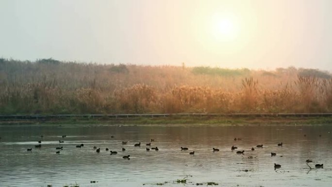 湖水中的摩尔鸟或绿头鸭鸟