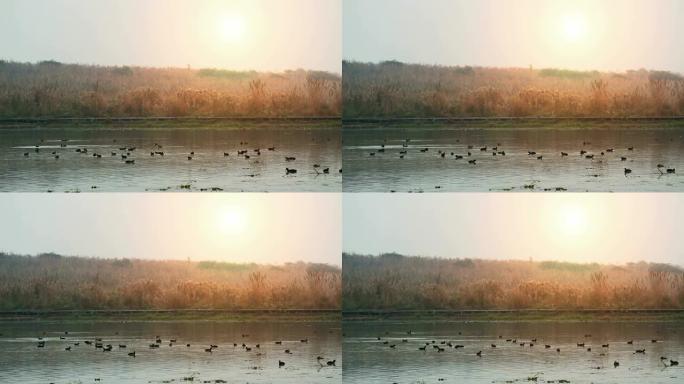 湖水中的摩尔鸟或绿头鸭鸟