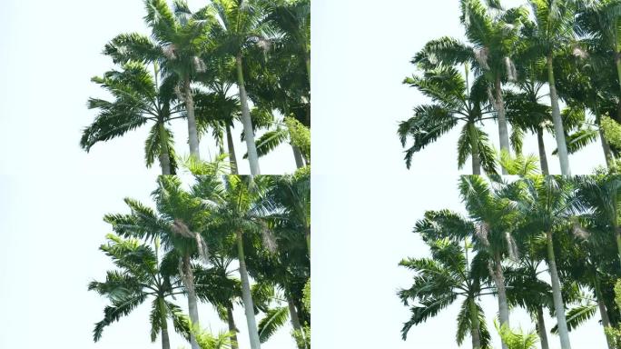 在热带气候国家的夏季，白天在蓝天上吹着树叶的棕榈树，用于放松，旅行，冥想，季节，必杀技，自我完善和气