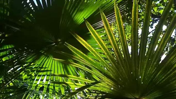 阳光照射的棕榈叶