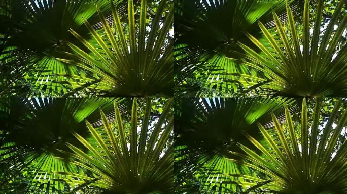 阳光照射的棕榈叶