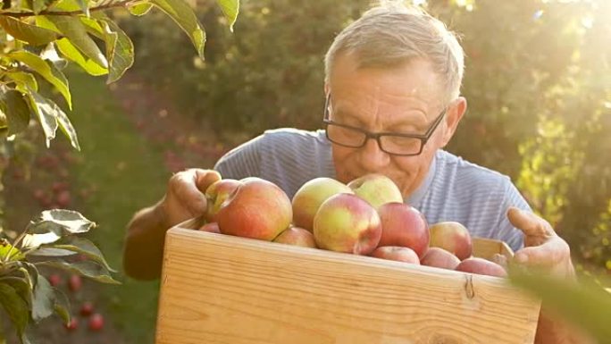 微笑的老人拿着一个装有红苹果的盒子。农场，收获，健康食品