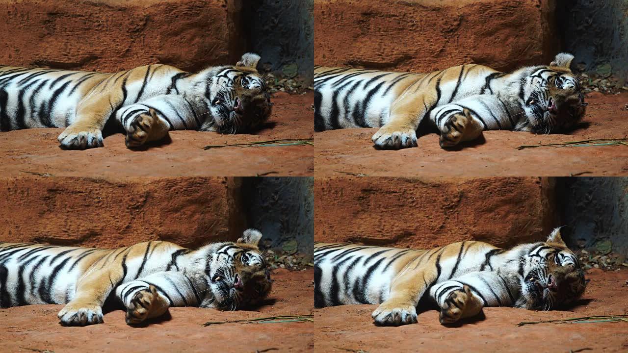 一只西伯利亚虎休息放松