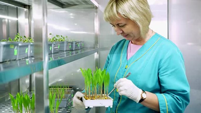 实验室工作人员在实验室的特殊室的架子上，在小盒子里，在土壤中生长着年轻的绿芽。科学实验室研究、生物技
