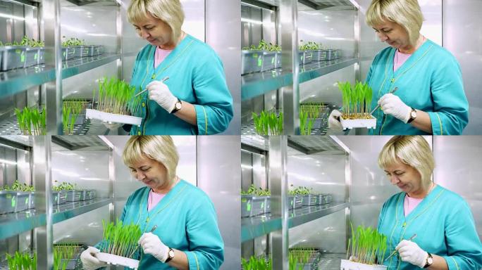 实验室工作人员在实验室的特殊室的架子上，在小盒子里，在土壤中生长着年轻的绿芽。科学实验室研究、生物技